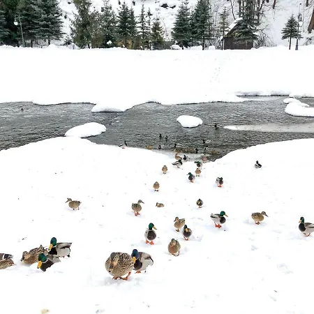 Dziki Rogacz Szczawnica