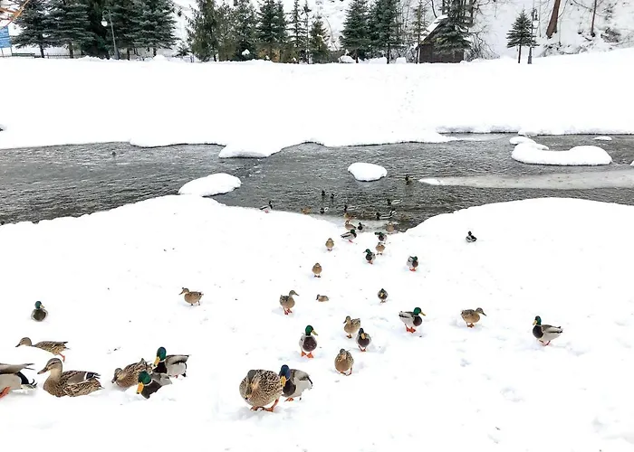 Dziki Rogacz שצ'בניצה